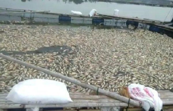 Masuk Tahun Baru 2020 Ratusan Ton Ikan Keramba Mati Mendadak di Bendungan Way Rarem?