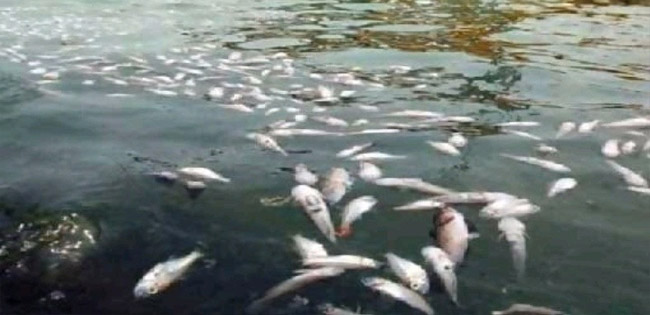 Ribuan Ikan Mati Di Kalimiring Diduga Akibat Limbah Grup PT Bumi Waras
