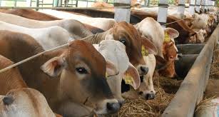 Lapor Pak Kapolda, Bantuan Bibit Sapi Dinas Pertanian dan Peternakan Mesuji Sejak Tahun 2021 Rp2,4 Miliar Fiktif