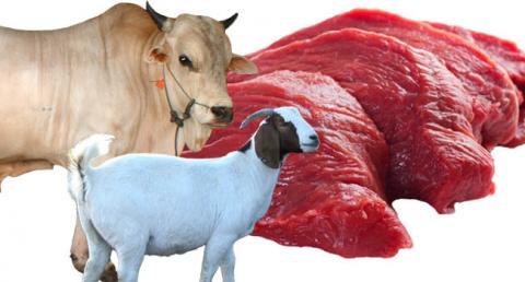 Prinsip ‘Tiga Bersih’ dalam Pengelolaan Hewan Kurban