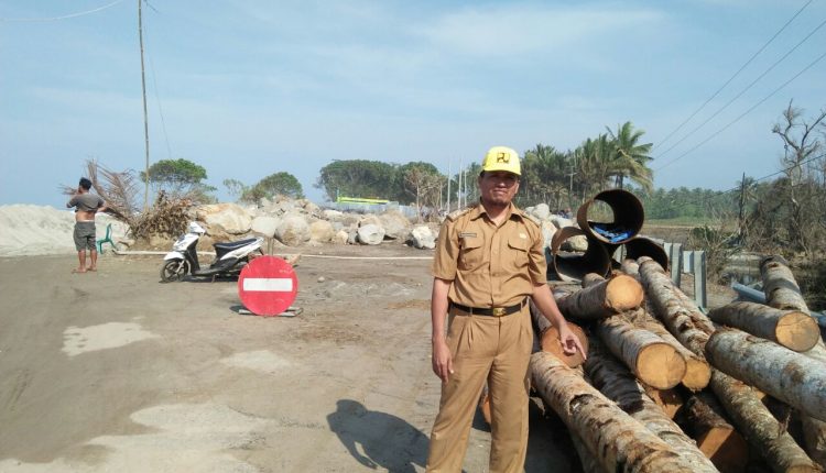 110 Batang Kelapa Jadi Jembatan Darurat Jalan Lintas Krui