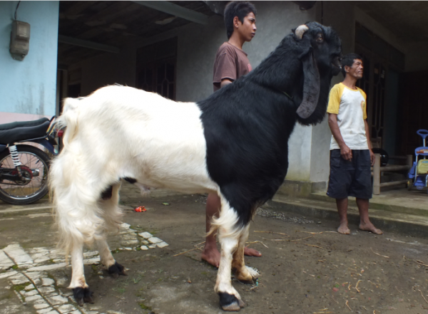 Menelisik Bantuan Kambing Etawa di Tulang Bawang Barat