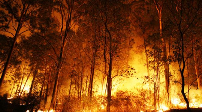 Hutan Rakyat Di Perkampungan Padat Penduduk Terbakar