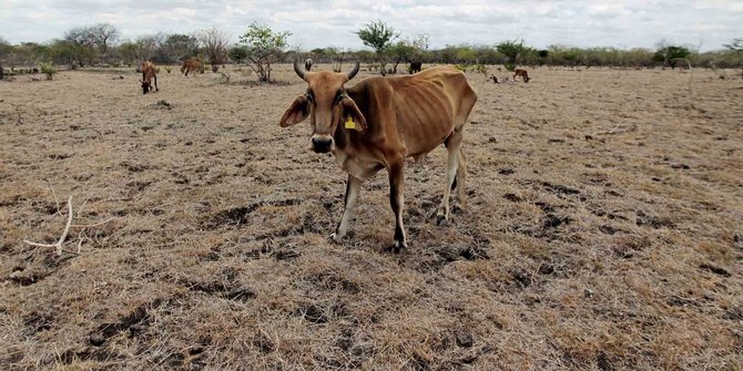 Warga Lampung Timur Mulai Kesulitan Pakan Ternak
