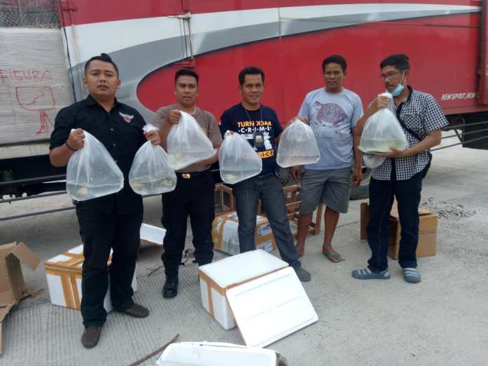 KSKP Pelabuhan Bakauheni Gagalkan Penyelundupan Puluhan Ikan Arwana