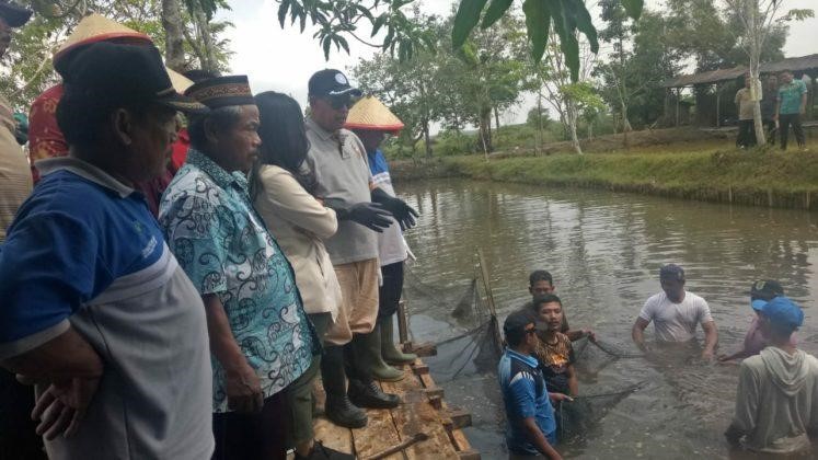 Potensi Pengembangan Ikan Baung Cukup Baik dan Menjanjikan di Lampung Tengah