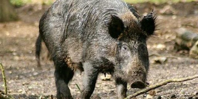 Isu Ada Babi “Ngepet” Gemparkan Warga Tiyuh Dayasakti Tulang Bawang Barat