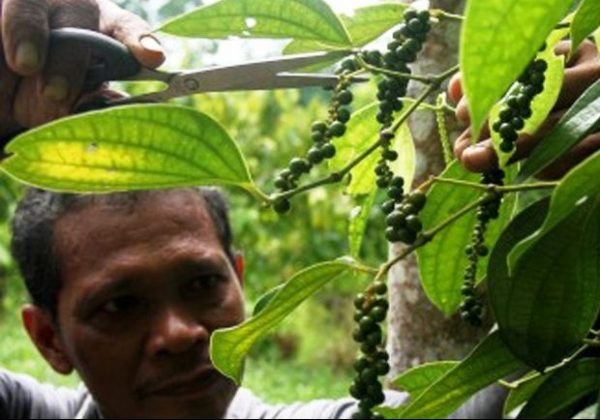 Greget Arinal Kembalikan Kejayaan Lada Lampung: Dari Sekarat menjadi Komoditas Unggulan