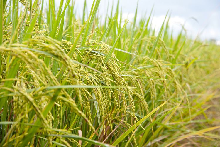 Oknum Ketua Poktan Anugrah Diduga Menjual Bantuan Benih Bibit Padi