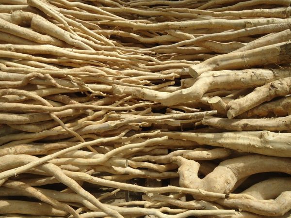 Khasiat Pasak Bumi Simbol Ego Dan Kekuatan Pria?