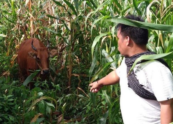 Maling Sapi Terus Hantui Warga, Petani Lampung Tengah Resah