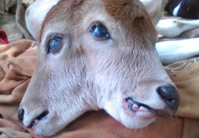 Sapi Berkepala Dua Lahir Di Indra Giri Hulu Riau