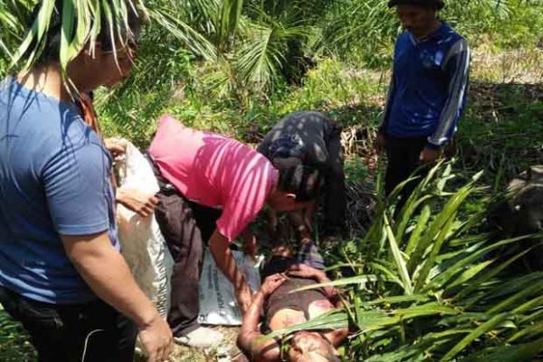 Petani Sawit Tewas Diserang Babi Hutan Saat Panen di Empat Lawang