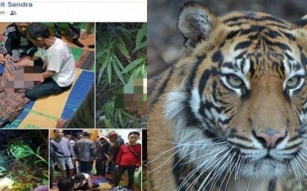 Janda Sulistiawati Jadi Korban ke Enam di Mangsa Harimau Sumatera di Sumatera Selatan