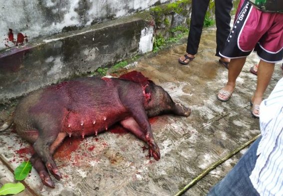 Celeng Betina Ngamuk Masuk Desa Gigit Tangan Kakek Saldo Hingga Nyaris Putus, Kapolsek Belum Ada Laporan?