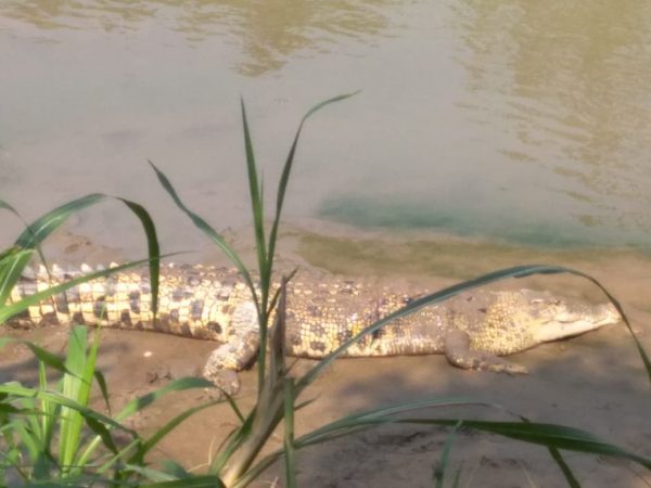 Mau Jala Ikan Sore Hari Nelayan Diserang Buaya Muara Way Semaka