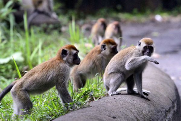 Monyetpun Terancam dan Kelaparan di Bandar Lampung?
