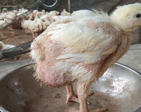 Bantuan PKH Kecamatan Merbau Mataram dan Katibung Ayam “Ufkir” Apel dan Kentang Busuk