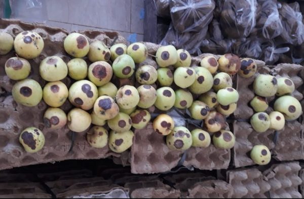 Lapor Pak Nanang Ermanto, Bantuan Non Tunai Lampung Selatan Sarat Masalah Lauk Buah dan SayurTak Layak Konsumsi