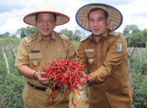 Arinal Beri Solusi Atasi Derita Petani Cabai Tegineneng
