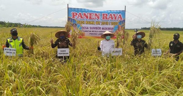 Bupati Saply Panen Raya di Desa Sumber Makmur