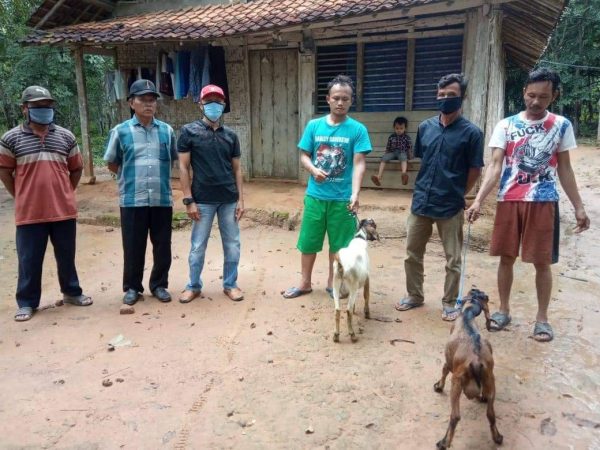 Desa Labuhan Batin Bagikan 160 Kambing Budidaya Afermasi Dana Desa ke Pada Warga