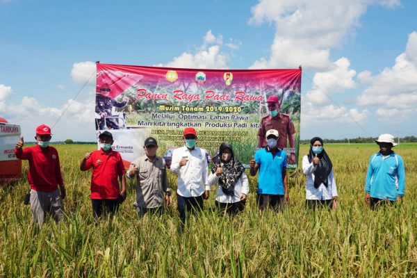 Ditengah Pandemi Covid-19, Lamsel Sukses Panen Raya Program Serasi