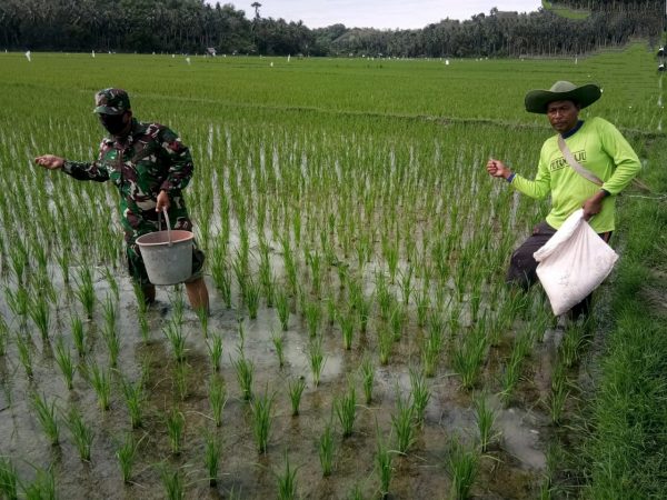 Merawat Pertumbuhan Tanaman Padi, Babinsa Muara Tiga Bantu Petani Memupuk Padi