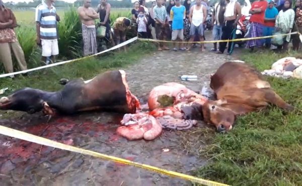 Pencuri Sapi Dipotongan di Jalan Hebohkan Warga Tanjung Qencono Way Bungur