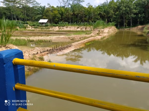 Jaringan Irigasi Way Seluang Jebol dan Tak Berfungsi Petani Gagal Panen Pemerintah Cuek