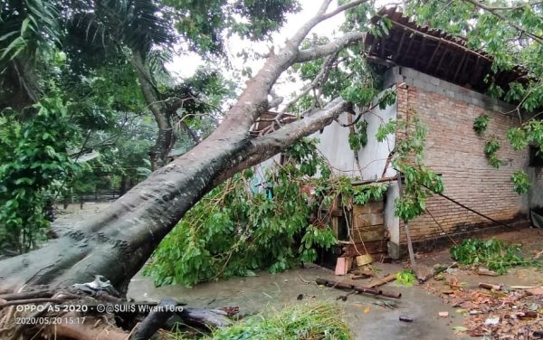 Dua Tewas Lima Luka Berat Akibat Puting Beliung di Empat Kampung di Tulang Bawang