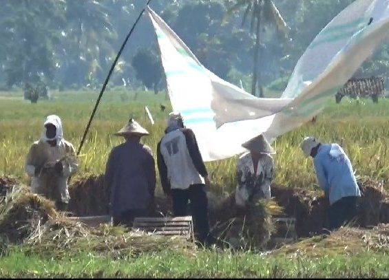 Panen Raya di Tanggamus Disambut Dengan Rendahnya Harga Gabah Rp3500/kg