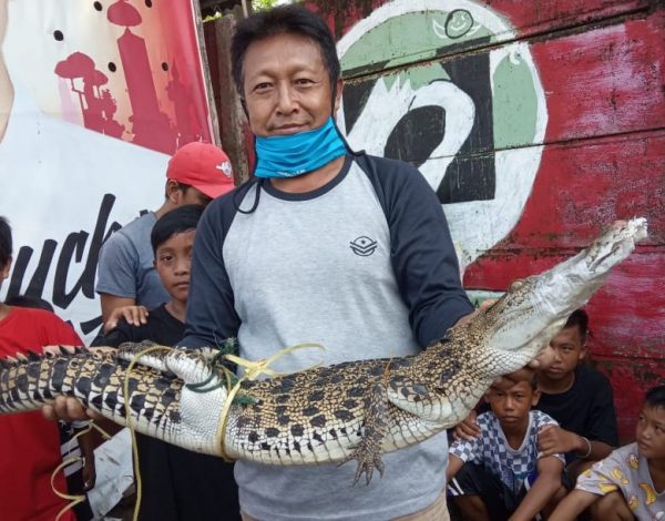 Warga Sukaraja Heboh, Nelayan Payang Dapat Anak Buaya Muara