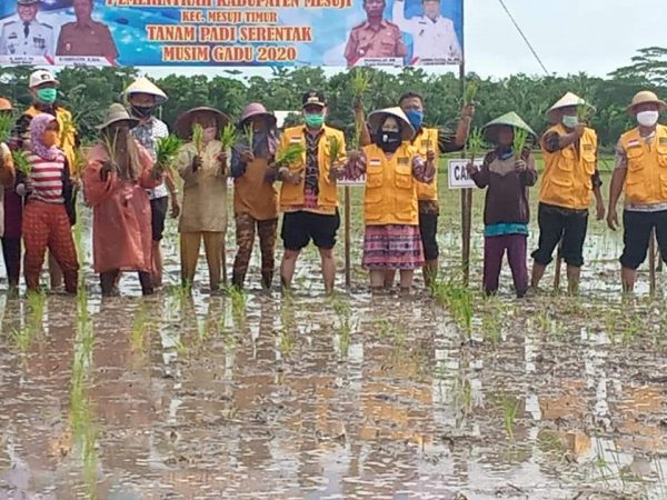 Bupati Mesuji Tanam Padi Musim Gaduh di Desa Pangkal Mas