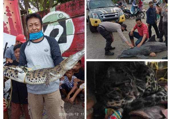 Ikon Daerah Terdampar dan Mati Pemerintah dan BKSDA Lampung “Cuek Bebek”