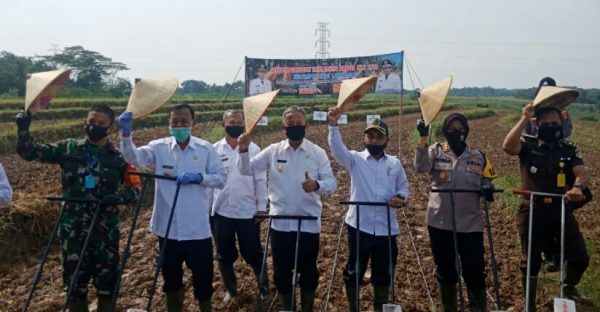 Dinas Pertanian Tanam Jagung Hibrida, Pairin Optimis Hasil Panen Melebihi Target