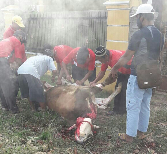 Tradisi Jamaah Masjid Daruttawwabin Way Kandis Potong Hewan Kurban dengan Kebersamaan