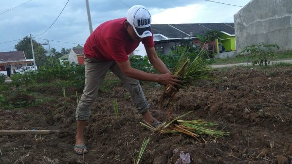 Manfaatkan Lahan Tidur Warga Perumahan Al Amin Budidaya Sereh Dapur