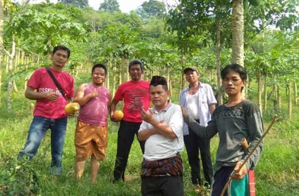 Petani Pringsewu Berbagi Tips Budidaya Pepaya California