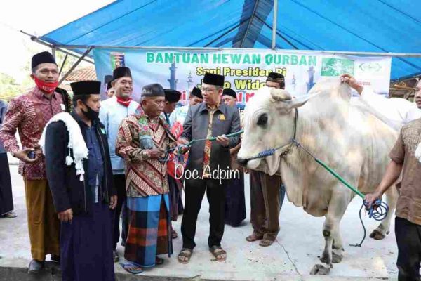 Sekda Serahkan Sapi Jokowi di Masjid Al-Mu’Minun Lampung Timur