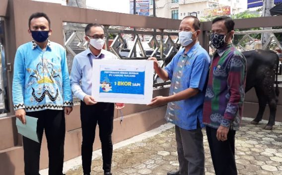 Gubernur Kirim Sapi Qurban Untuk PWI Lampung PWI Perwakilan Juga Potong Qurban di Daerah