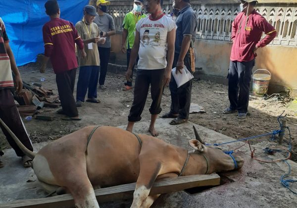 Jamaah Masjid Istiqomah Desa Sawojajar Berqurban Sepuluh Sapi dan Dua Ekor Kambing