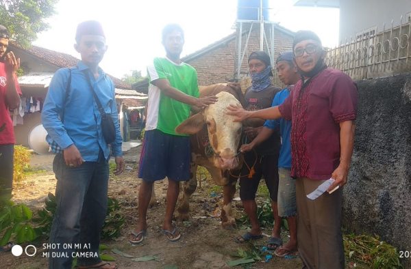 Masjid Al Yaqin Tanjung Raya Potong 2 Sapi dan 14 Kambing Kurban