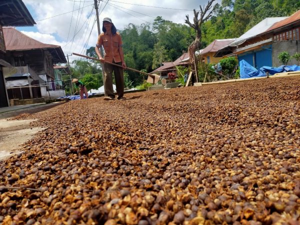 Lapor Pak Gubernur Tradisi Tiap Panen Kopi Harga Anjlok