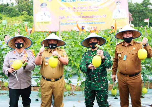Launching Kebun Agrowisata Hortipark di Pesawaran Gubernur Panen Perdana Melon dan Semangka