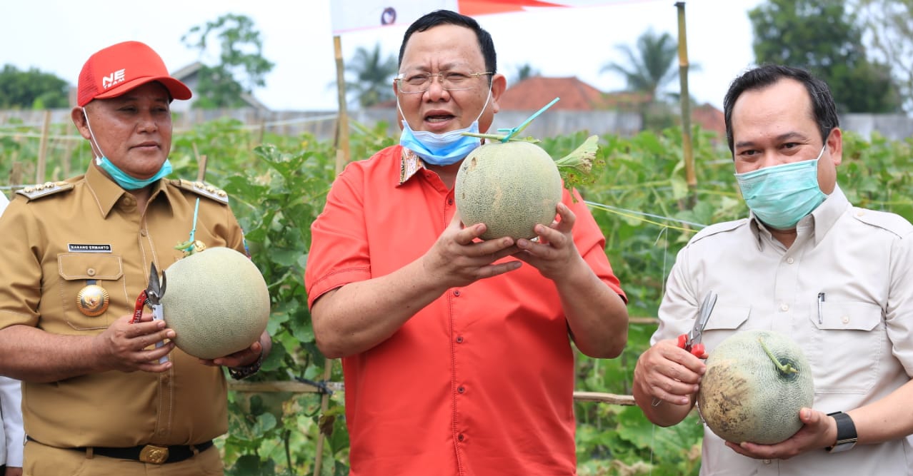 Nanang-Sudin Panen Melon Perdana di Kebun Edukasi Rumdis Bupati