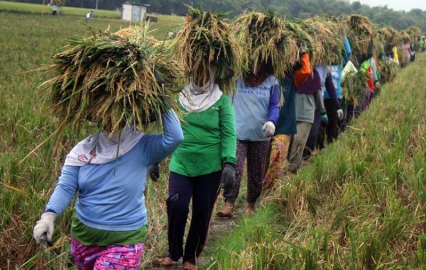 Nilai Tukar Petani Lampung Masih Rendah
