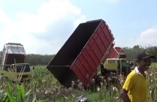 Program Pengadaan Pupuk Tai Sapi Rp4 Miliar Petani Penerima Diminta Bayar Rp50 Ribu Pertruk