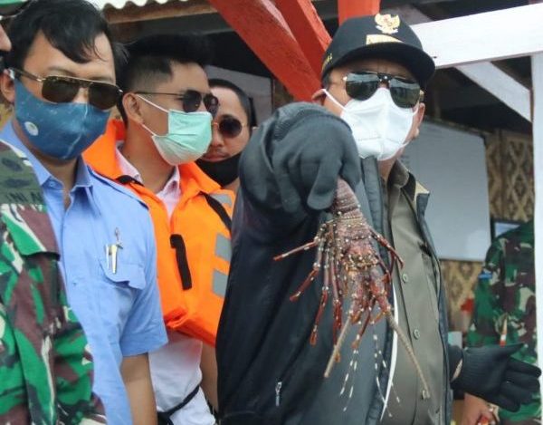 Ternak Lobster Pesawaran Jadi Unggulan Sektor Perikanan Dan Dukung Pariwisata Lampung