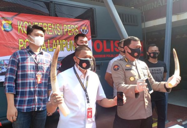 Krimsus Polda Lampung Tangkap Tiga Penjual Gading Gajah di Hotel Regensy Pringsewu